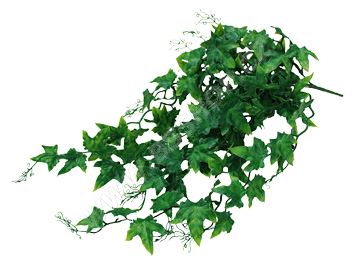 Lucky Reptile Ivy Bush cca 50cm