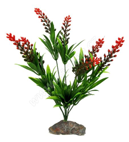 Lucky Reptile Borneo Grass, červený květ cca 30cm