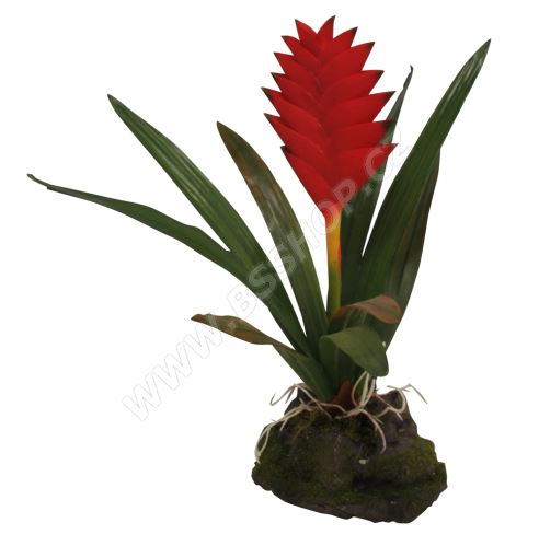 Lucky Reptile Bromelia cyanea cca 22cm
