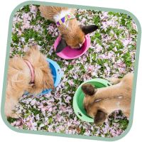 Miska pro psa, cestovní, BecoBowl Travel-pink M, EKO (1)