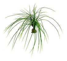 Lucky Reptile Congo Grass, cca 50cm
