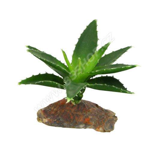 Lucky Reptile Agave malé, cca 10cm