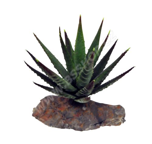 Lucky Reptile Tiger Aloe, cca 8cm
