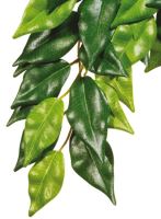 Rostlina EXO TERRA Ficus malá 45cm (1)
