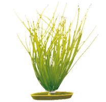 Rostlina MARINA Hairgrass 20cm
