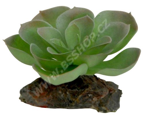 Lucky Reptile Echeveria, cca 8cm