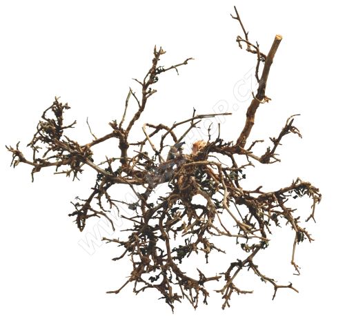 Lucky Reptile Desert Bush - přírodní cca 25-40cm