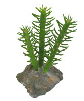 Lucky Reptile Cactus 3x, cca 15cm