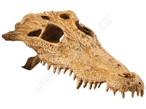 Dekorace EXO TERRA krokodýlí lebka 22x12x7cm