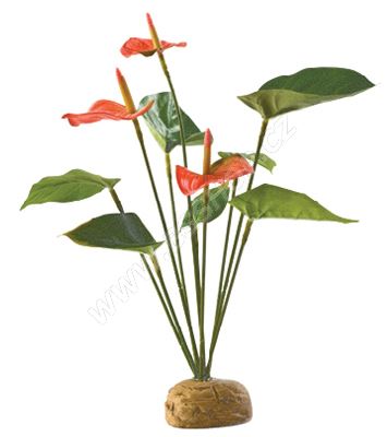 Rostlina EXO TERRA Anthurium Bush 30cm