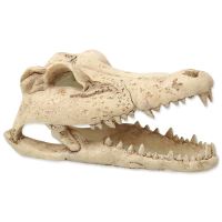 Dekorace REPTI PLANET Krokodýlí lebka 13,8cm