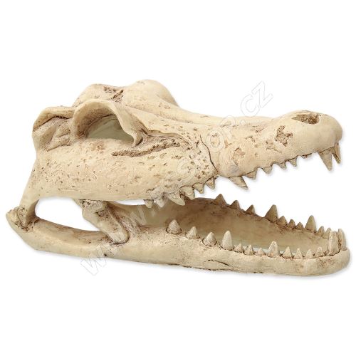 Dekorace REPTI PLANET Krokodýlí lebka 13,8cm (216869366)