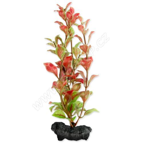 Rostlina TETRA Red Ludwigia S