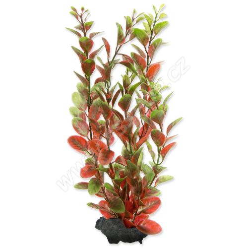 Rostlina TETRA Red Ludwigia M