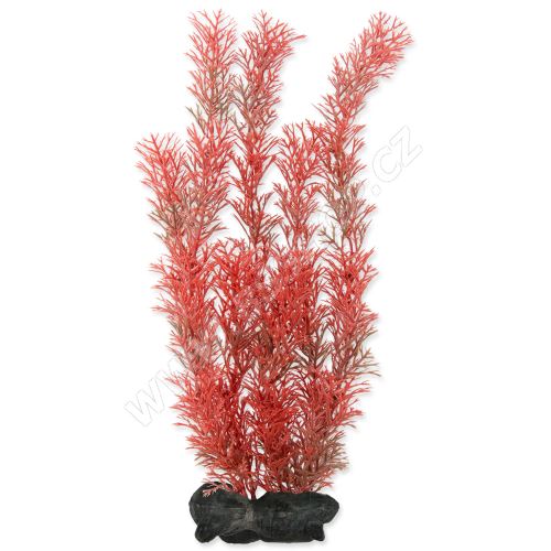 Rostlina TETRA Foxtail Red L